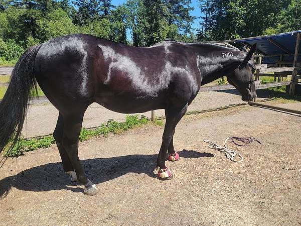 brown-bit-of-white-on-feet-horse