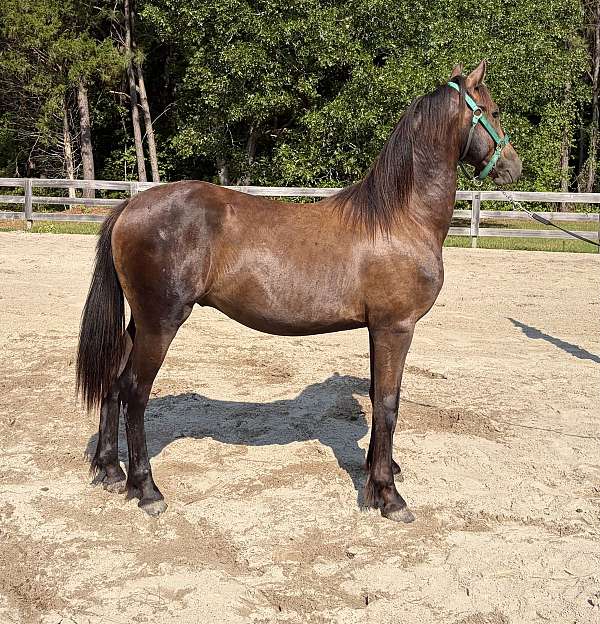 black-fshr-yearling