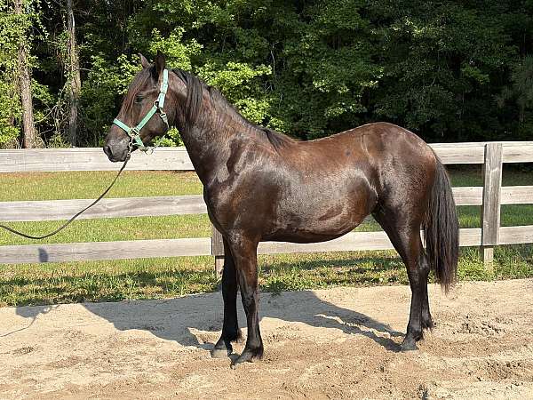 cross-stallion-friesian-standardbred-horse