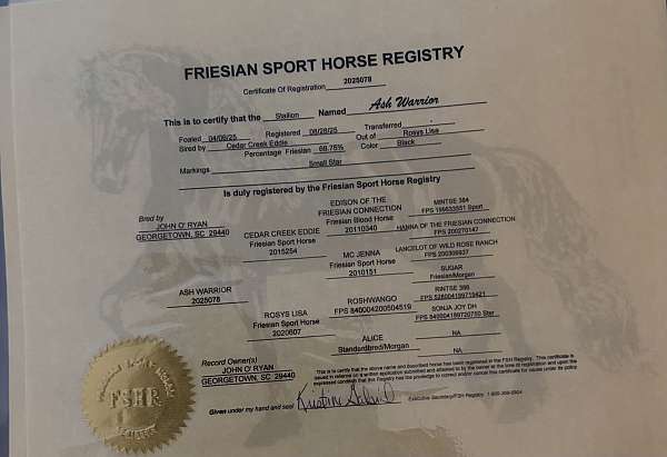 fshr-friesian-standardbred-colt