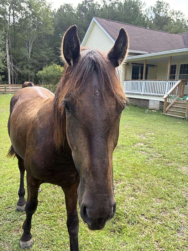 broke-to-lead-friesian-horse