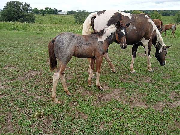 blue-roan-tobiano-markings-horse