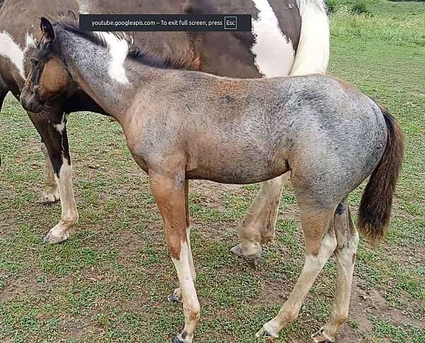 tobiano-markings-horse