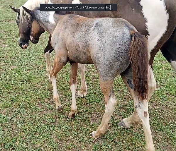 barrel-paint-horse