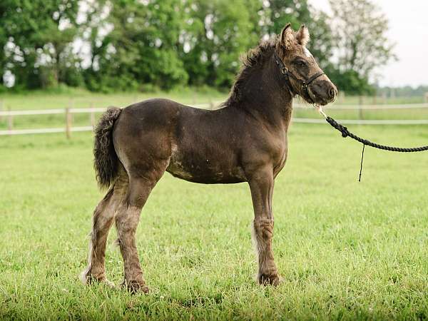 gypsy-vannner-vanner-horse