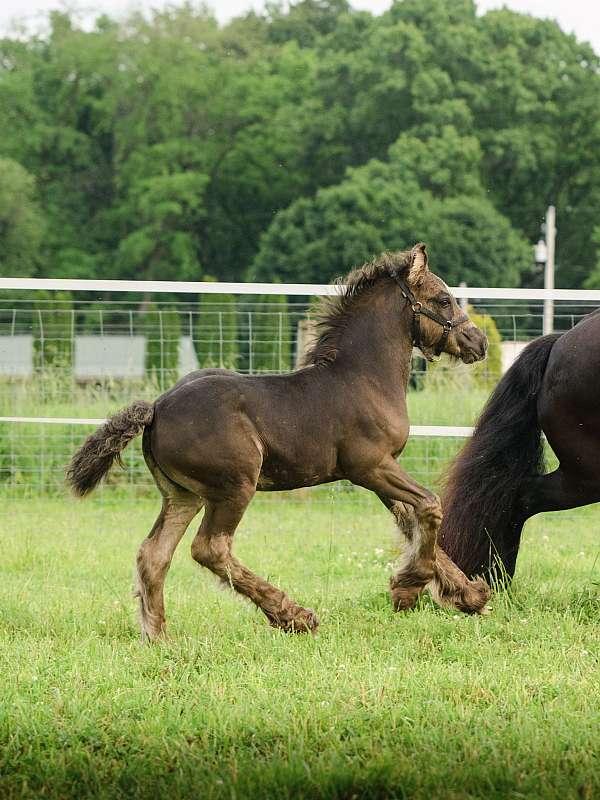 great-bloodlines-gypsy-vanner-horse