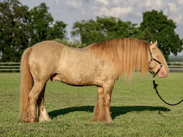 gypsy-vannner-horse