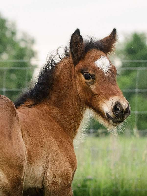 gypsy-cross-colt-bay-pearl-black-points-shining-spark-vanner-horse