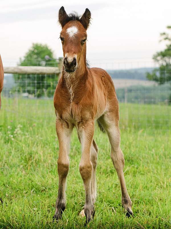gypsy-cross-colt-bay-pearl-black-points-shining-spark-horse