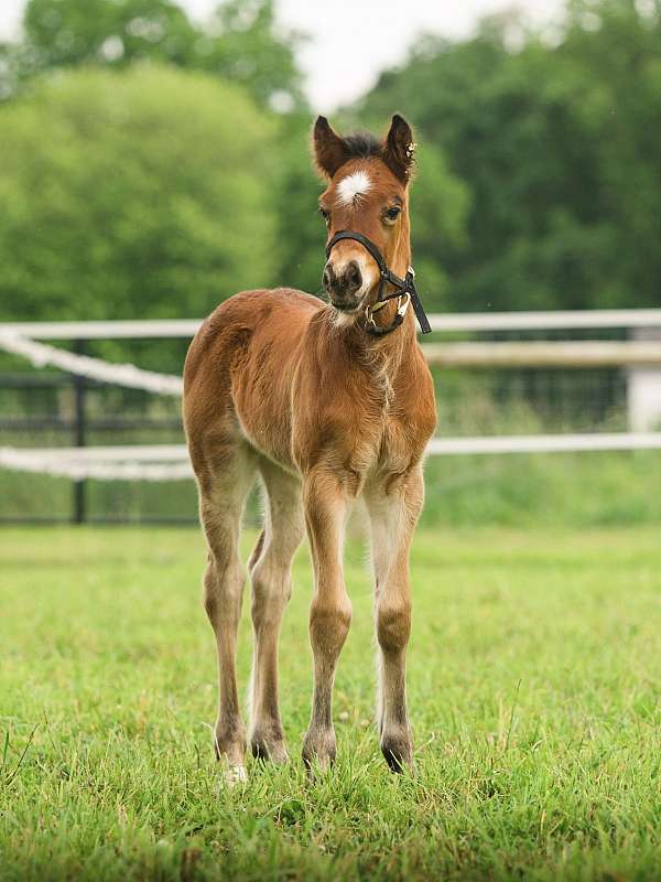 gypsy-cross-colt-bay-pearl-black-points-shining-spark