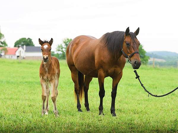 gypsy-cross-colt-bay-pearl-black-points-shining-spark-quarter-horse