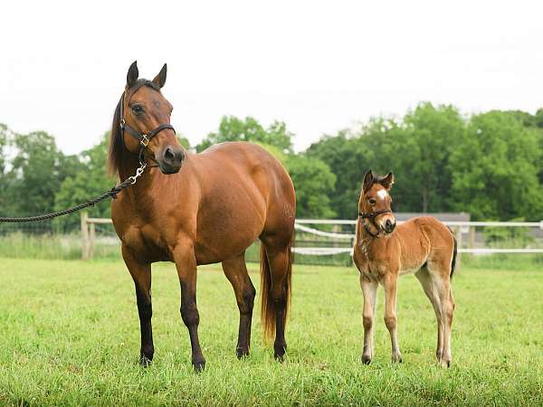 bay-black-quarter-horse-colt-stallion