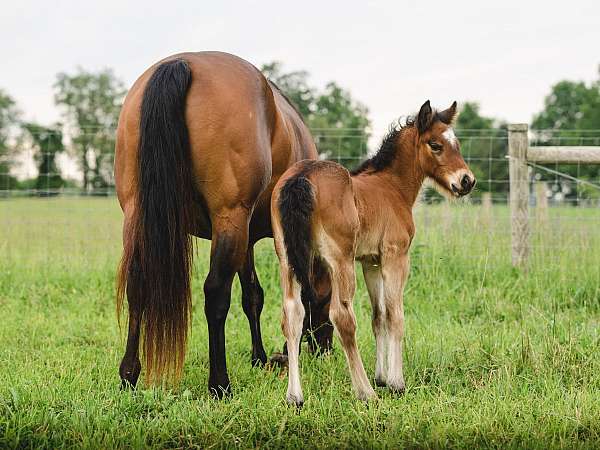 gypsy-cross-colt-bay-pearl-black-points-shining-spark-colt-stallion