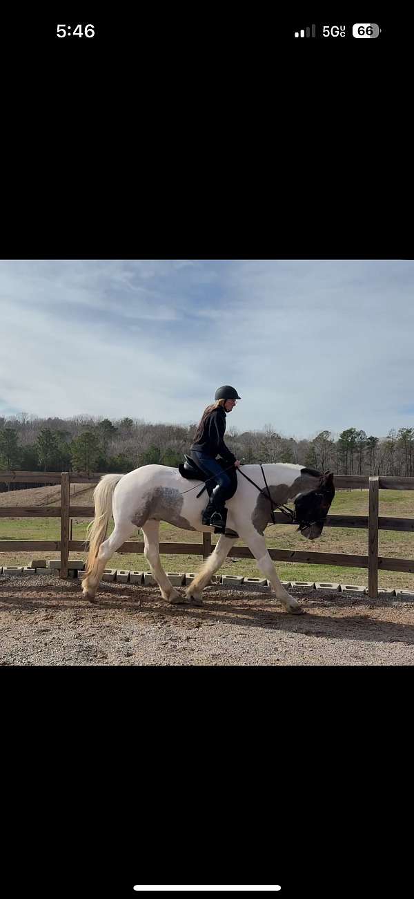 blue-grulla-gypsy-vanner-gelding