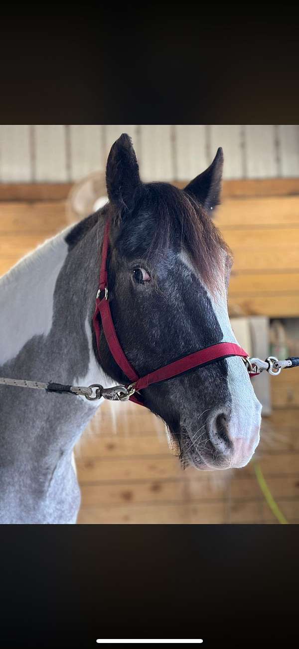 blue-grulla-ridden-english-horse
