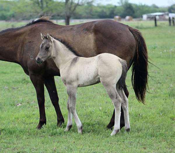 grulla-dun-factor-horse