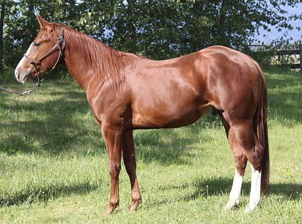 sorrel-quarter-horse-stallion