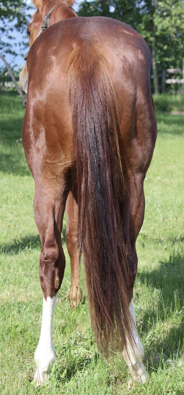 sorrel-aqha-stallion