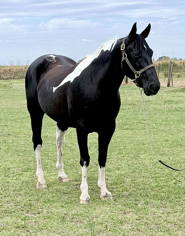 tobiano-horse