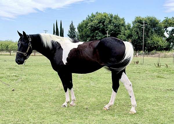 always-willing-paint-horse