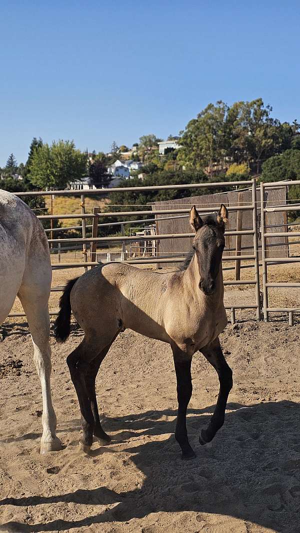 feminine-friesian-horse