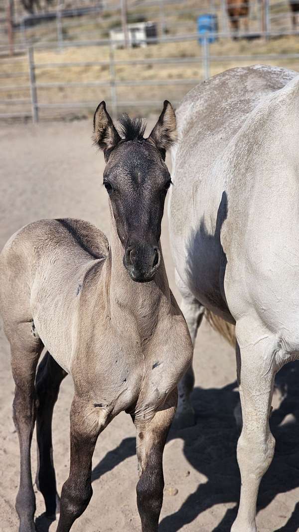 elegant-filly