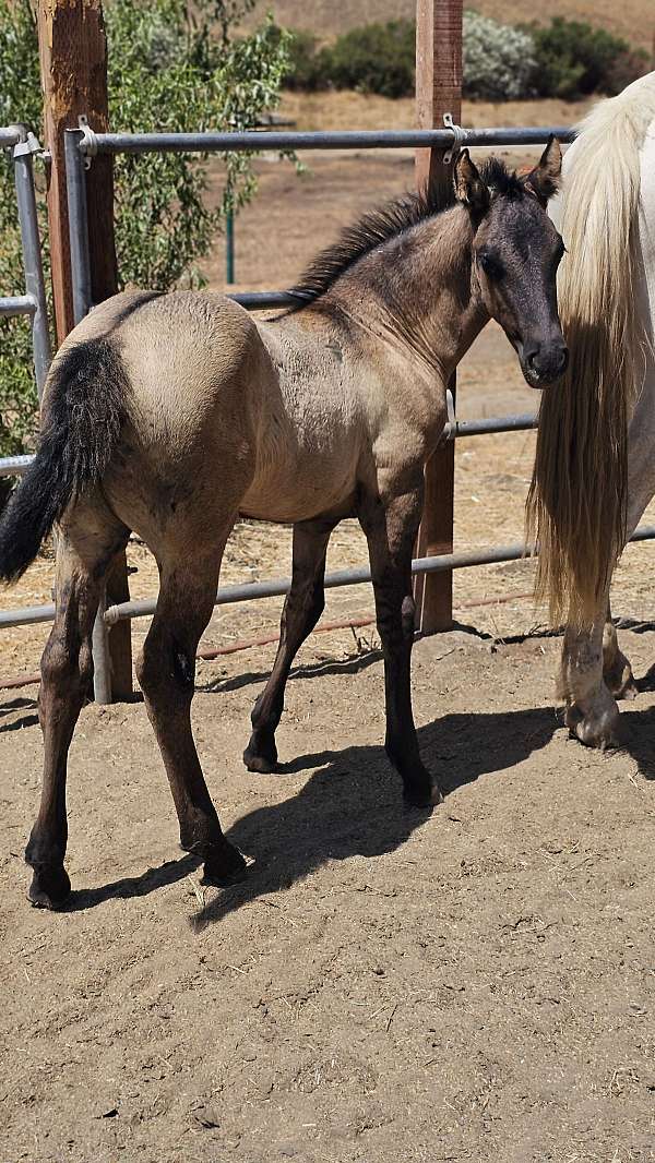 grulla-fbhr-filly
