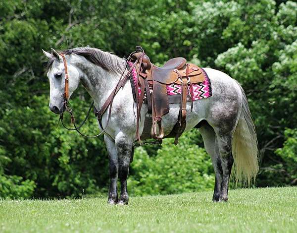 all-around-quarter-horse