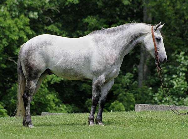 barrel-quarter-horse