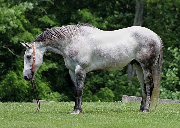 beginner-quarter-horse