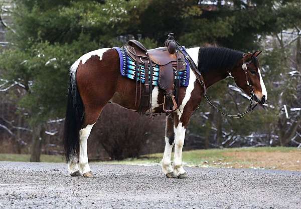 all-around-quarter-horse