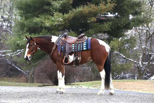 barrel-quarter-horse