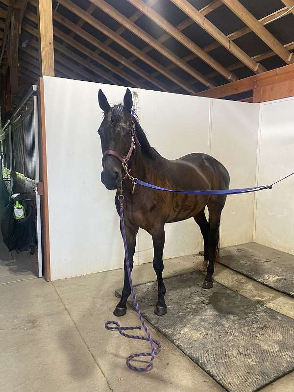 project-thoroughbred-horse