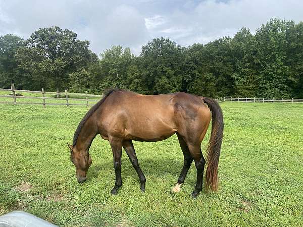 bay-thoroughbred-mare