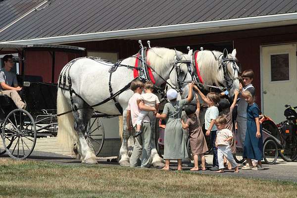 animals-percheron-horse