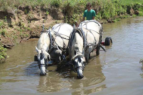 anything-percheron-horse
