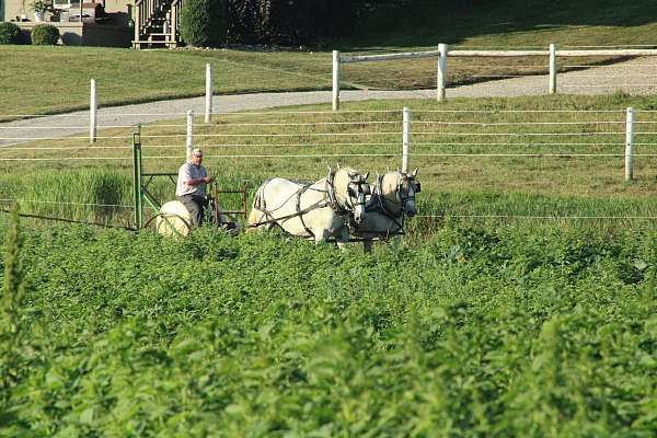 area-percheron-horse