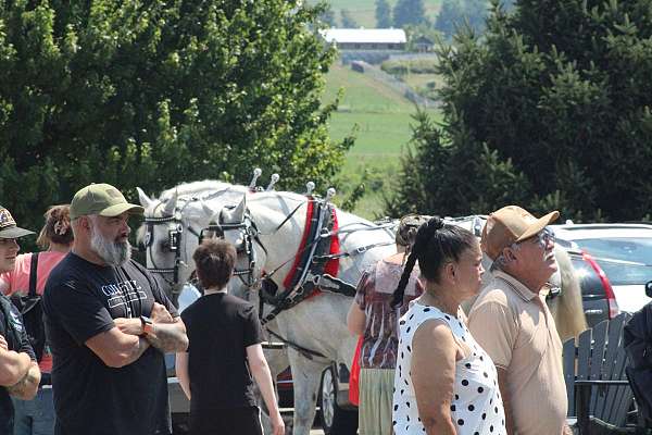 bath-percheron-horse