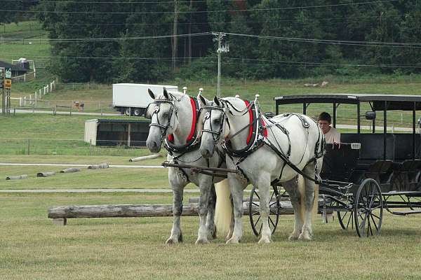 chief-percheron-horse