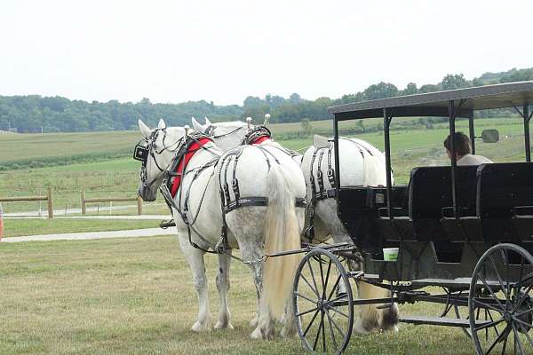 clip-percheron-horse