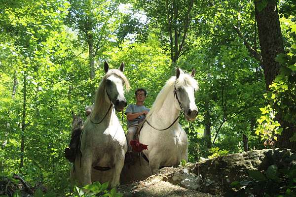don-percheron-horse