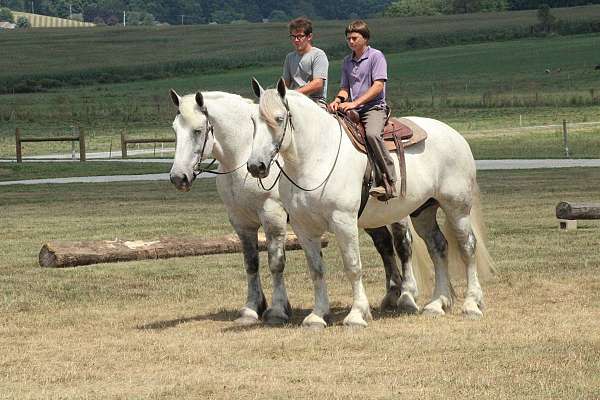 double-percheron-horse