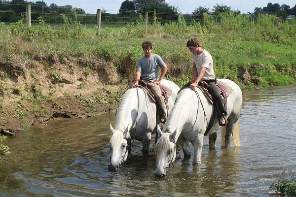 dream-percheron-horse