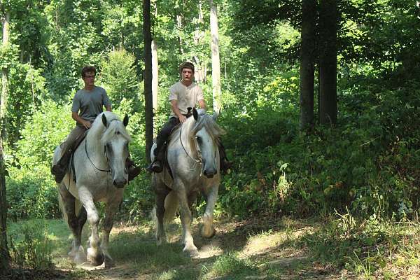 fancy-percheron-horse
