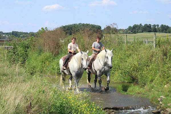 good-looking-percheron-horse