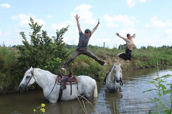 have-been-ridden-percheron-horse