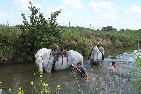 horseman-percheron-horse