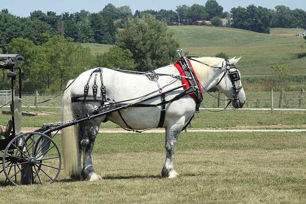 john-percheron-horse