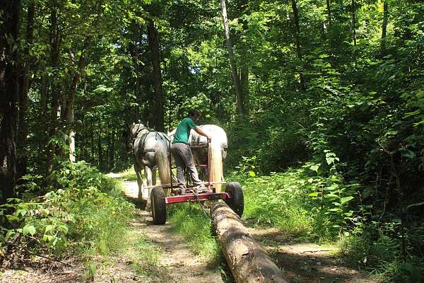 looking-for-percheron-horse