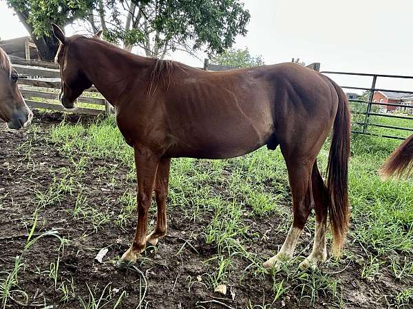 quarter-horse-for-sale